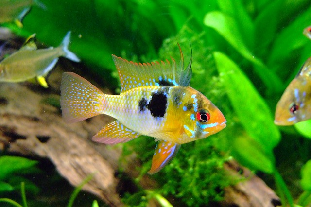 akvarijní ryby
